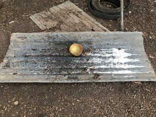 鶏の餌やり
