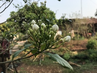 蕾をつけた樹