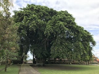 敷地内の巨木