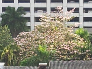 桜のようなタイの木