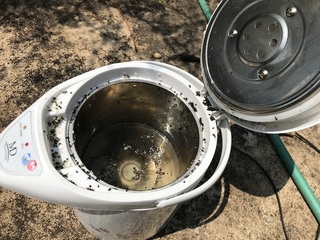 ポットのアリ