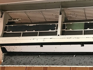 エアコンにたかる蟻
