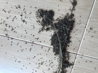 ほうきで集めた蟻