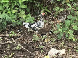 放し飼いの鶏の親子