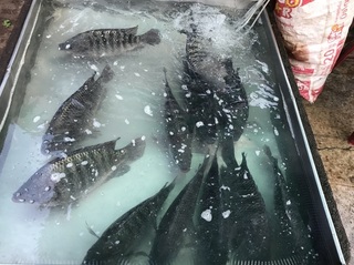 生きた魚